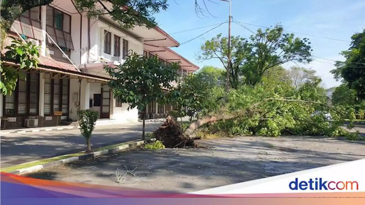 Diterpa Angin Puting Beliung-Hujan Deras, Pohon di Areal USU Bertumbangan