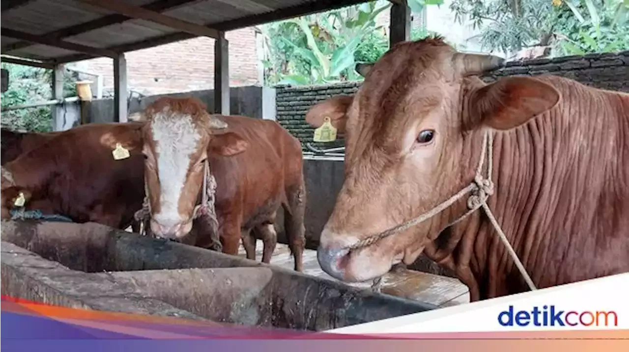 Harga Sapi Dan Kambing Kurban Ini Rinciannya Indonesia Head Topics