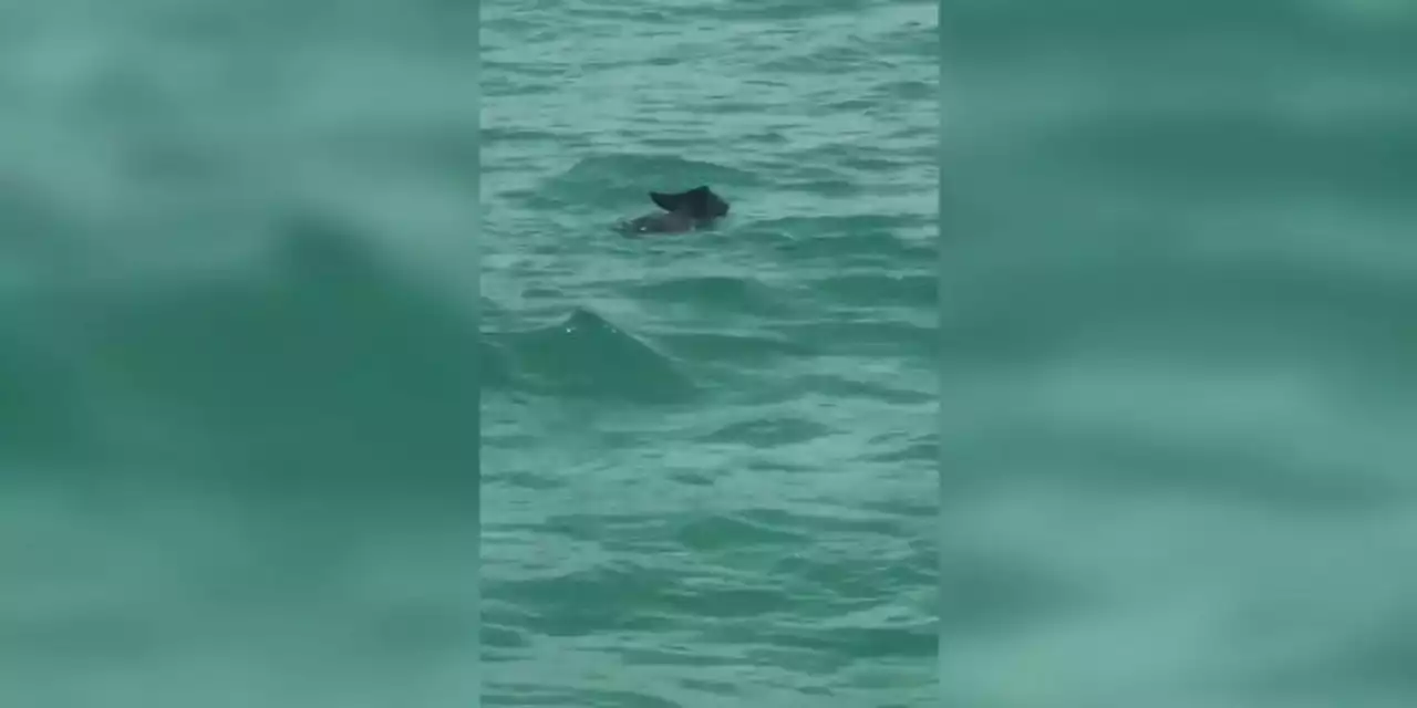 Black bear gets up close and personal with swimmers in Destin