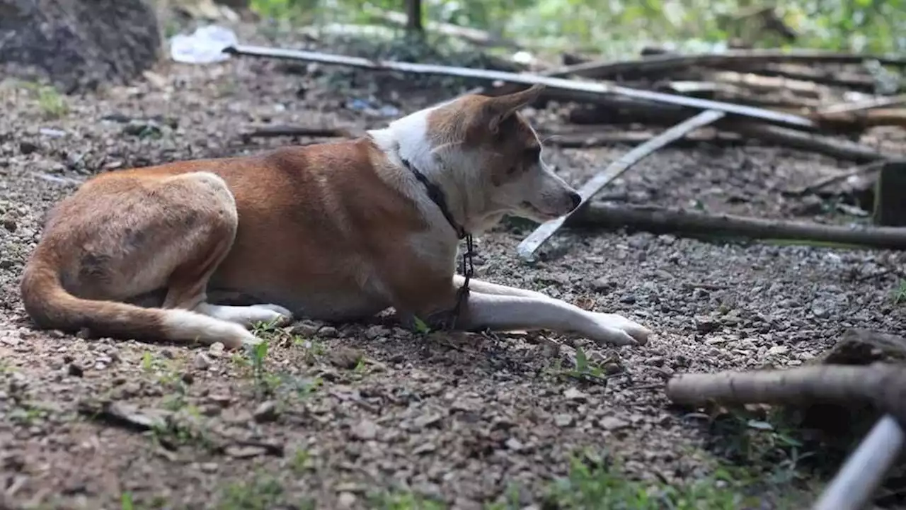 Lagi, Korban Gigitan Anjing Rabies Meninggal di Timor Tengah Selatan