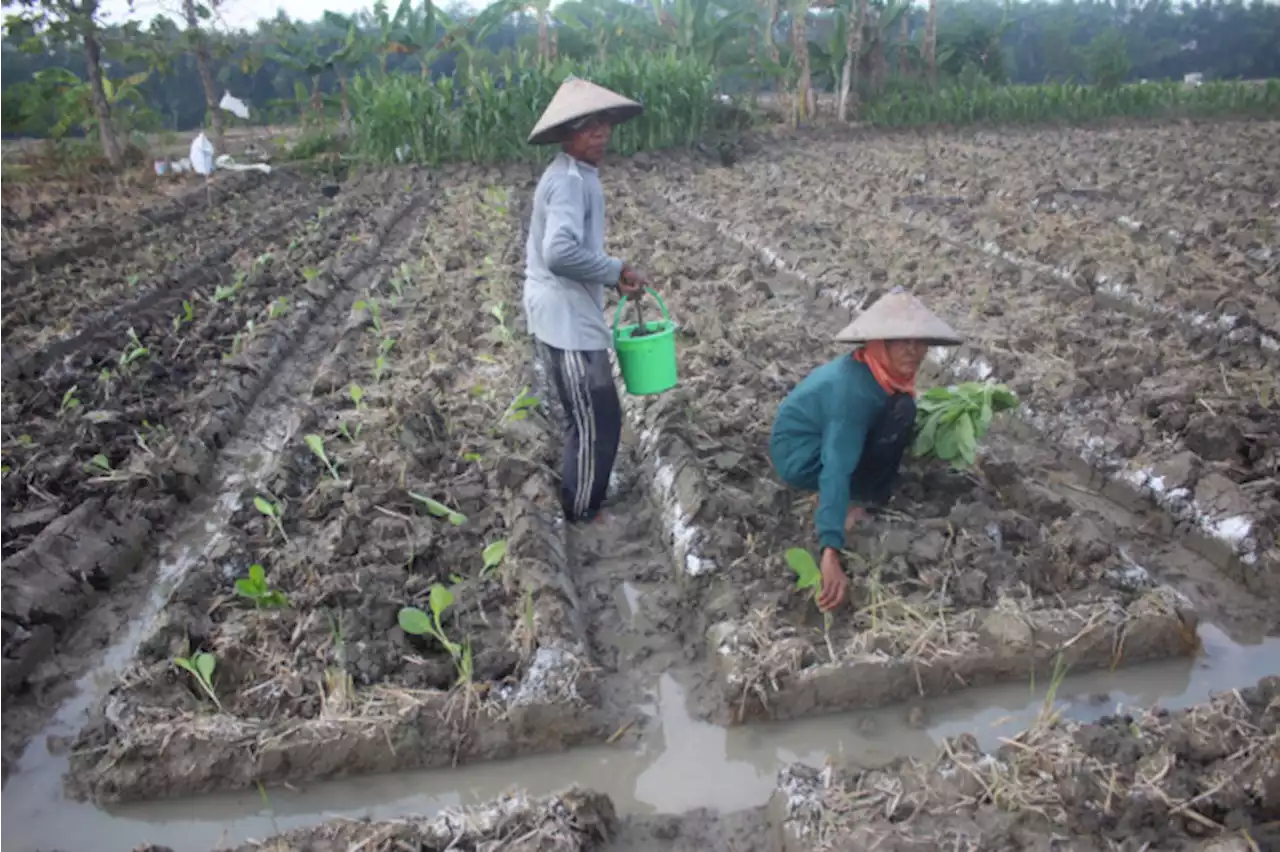 Baru Tanam, Petani Tembakau di Jombang Gusar Gegara Hujan Sudah Turun