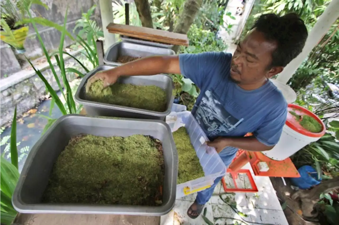 Hari Wiradi, Bekerja Sunyi Atasi Sampah Lingkungan dengan Maggot