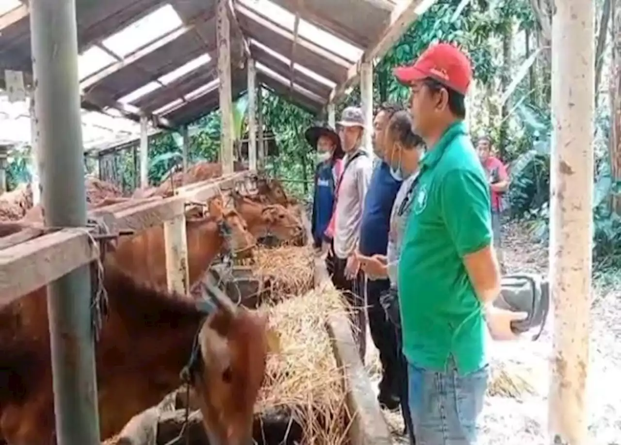 Peternak Mecik Pelengan, Jelang Idul Adha Harga Sapi Bali di Gianyar Anjlok