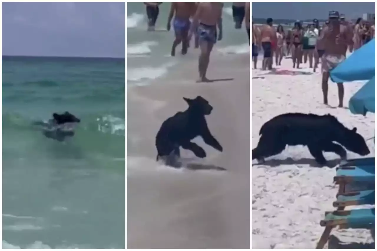 Urso-negro é flagrado nadando no mar e caminhando na praia, na Flórida; vídeo