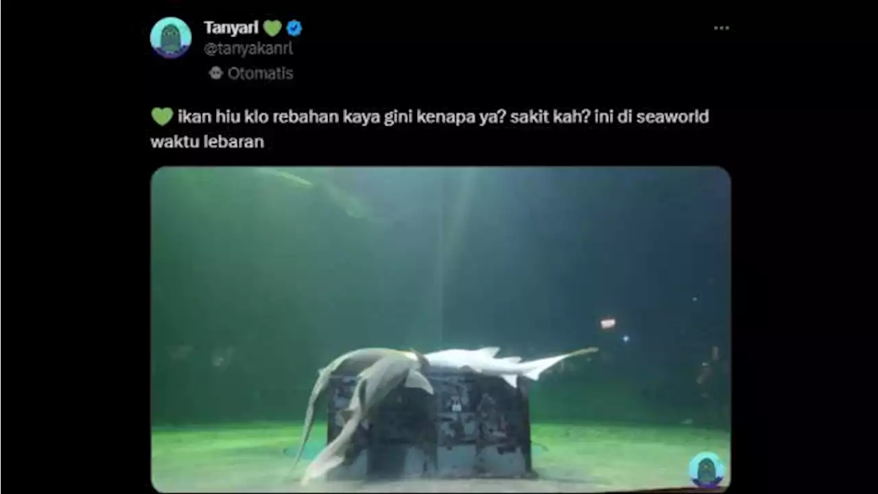 Viral Penampakan Hiu Tidur Rebahan, Peneliti Ikan: Biasa Dilakukan Kalau Mau Kawin