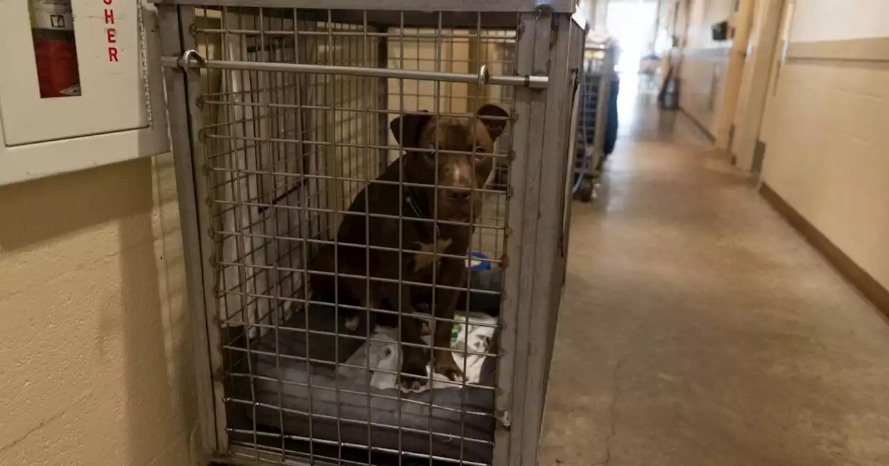 'Dogs coming out of our ears': Pandemic, no-kill policy worsen overcrowding at Austin Animal Center