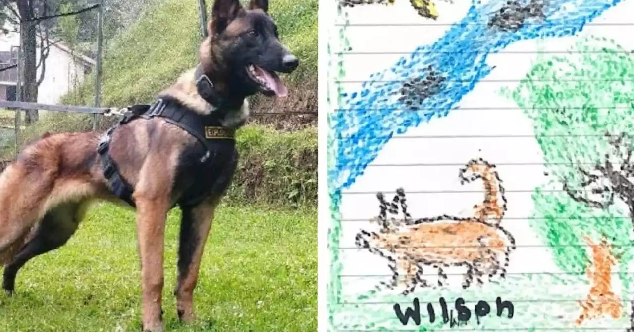 Wilson, el perro desaparecido en la selva, y la curiosa estrategia que usan en su búsqueda