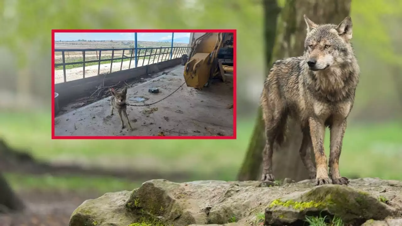 Rescatan a coyote en Hidalgo; lo tenían amarrado a una excavadora