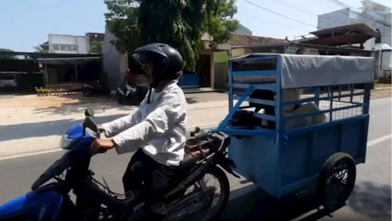 Jelang Hari Raya Idhul Adha, Ojek Kambing Laris Manis