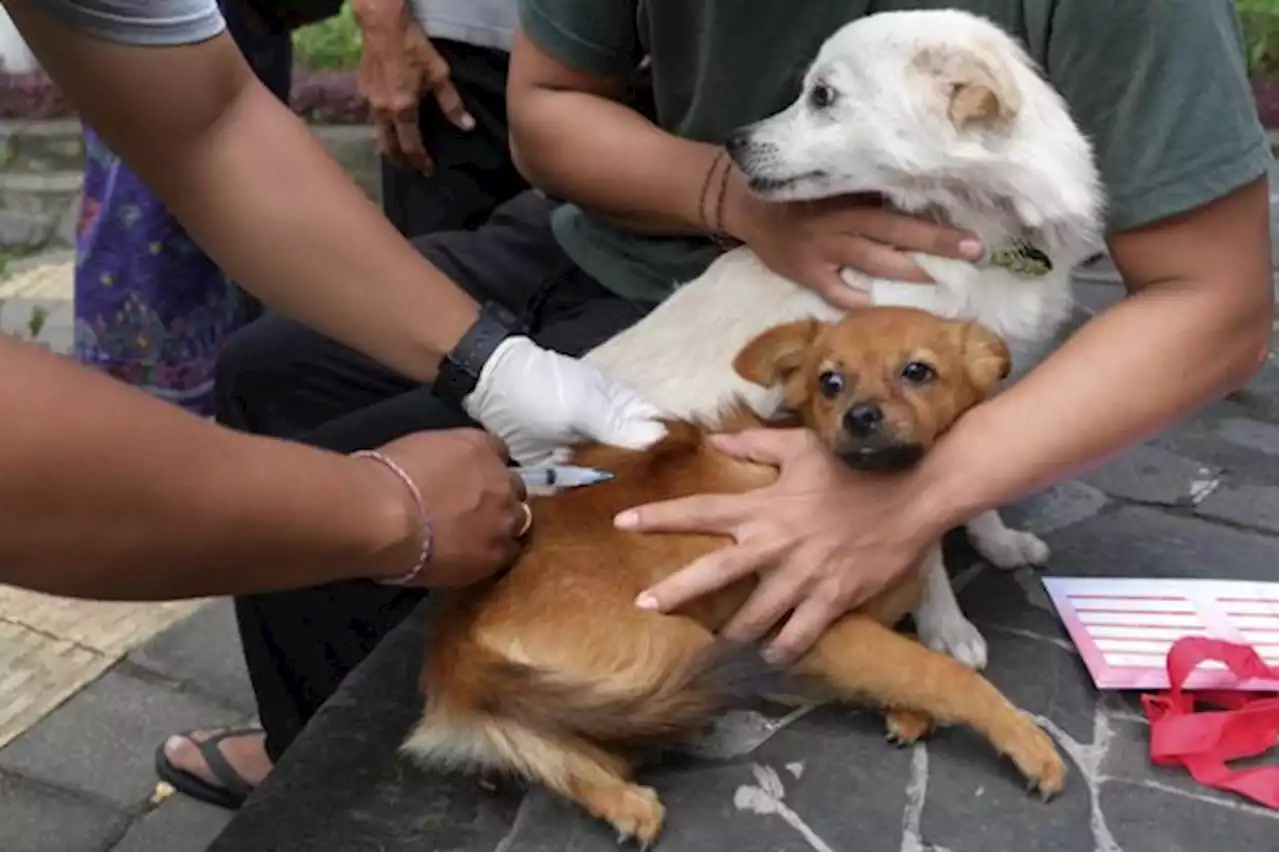 Sebagian Besar Ditularkan Anjing, Ini Ciri, Tingkat Keparahan, dan Penanganan Rabies