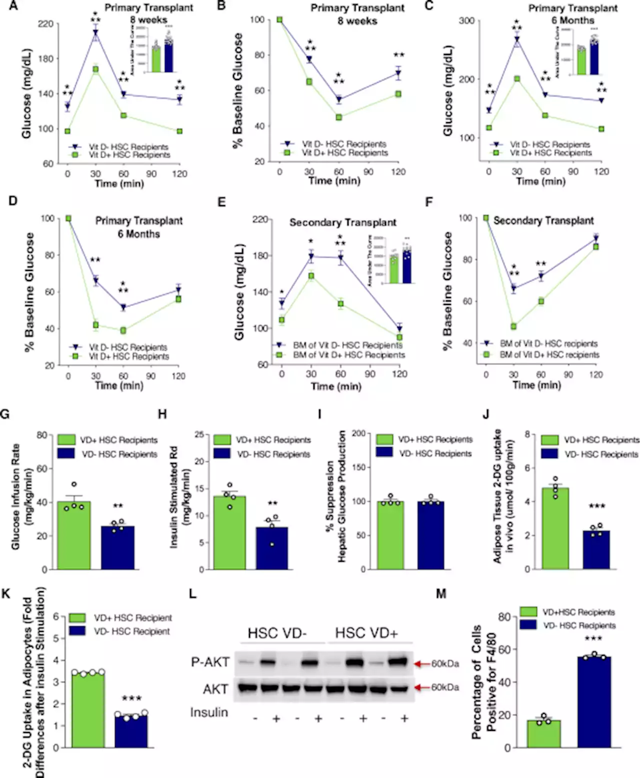 Embryonic vitamin D deficiency programs hematopoietic stem cells to induce type 2 diabetes - Nature Communications