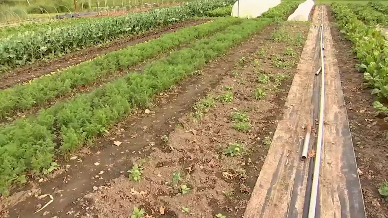 Hundreds of vegetables stolen from Newton Community Farm