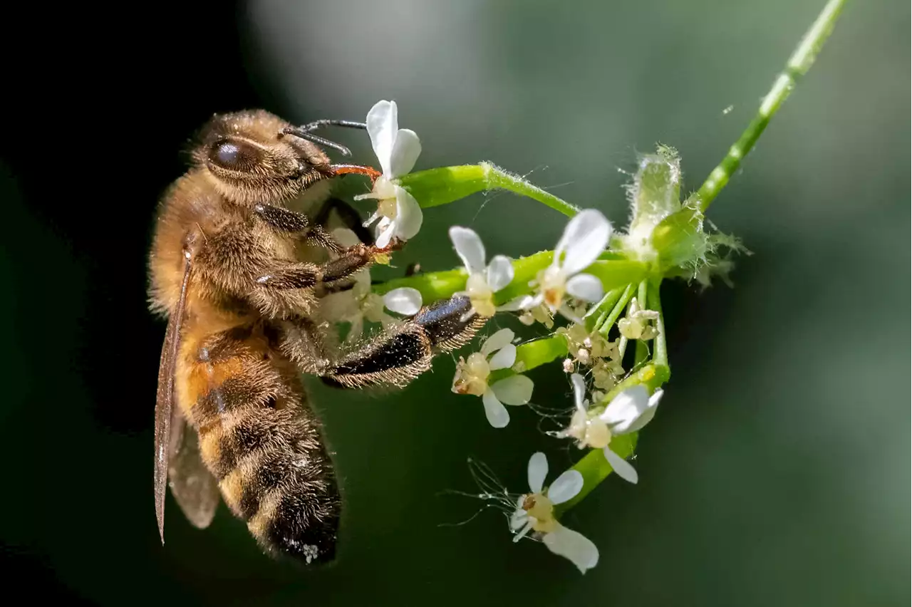 Genetically engineered gut bacterium could protect bees from parasite