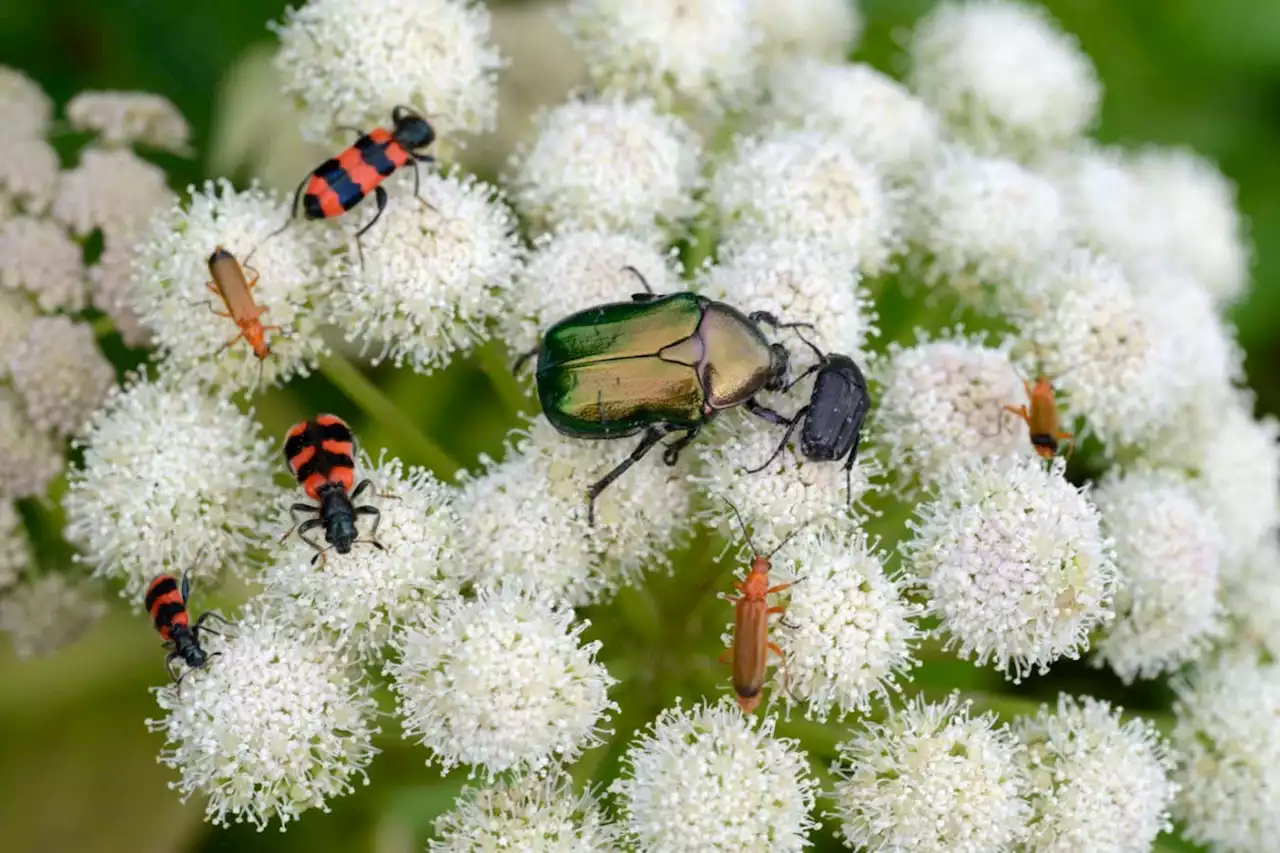 Microbe map reveals how hundreds of insects got their diets