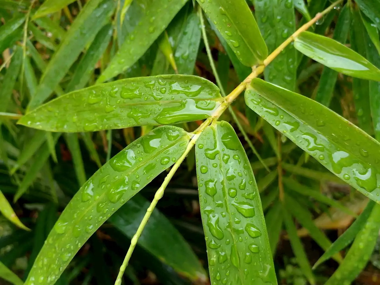 Bamboo's hidden treasures: unveiling the possible health-boosting powers of leaf and sheath extracts