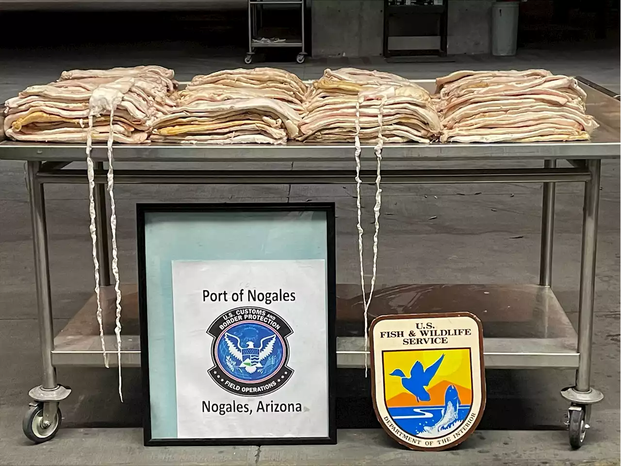 'Cocaine of the sea' worth $2.7M seized in Arizona