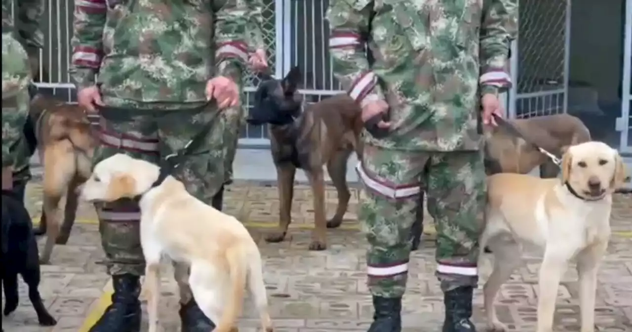 Así es el exigente entrenamiento de Wilson y sus compañeros, los perros comando del Ejército