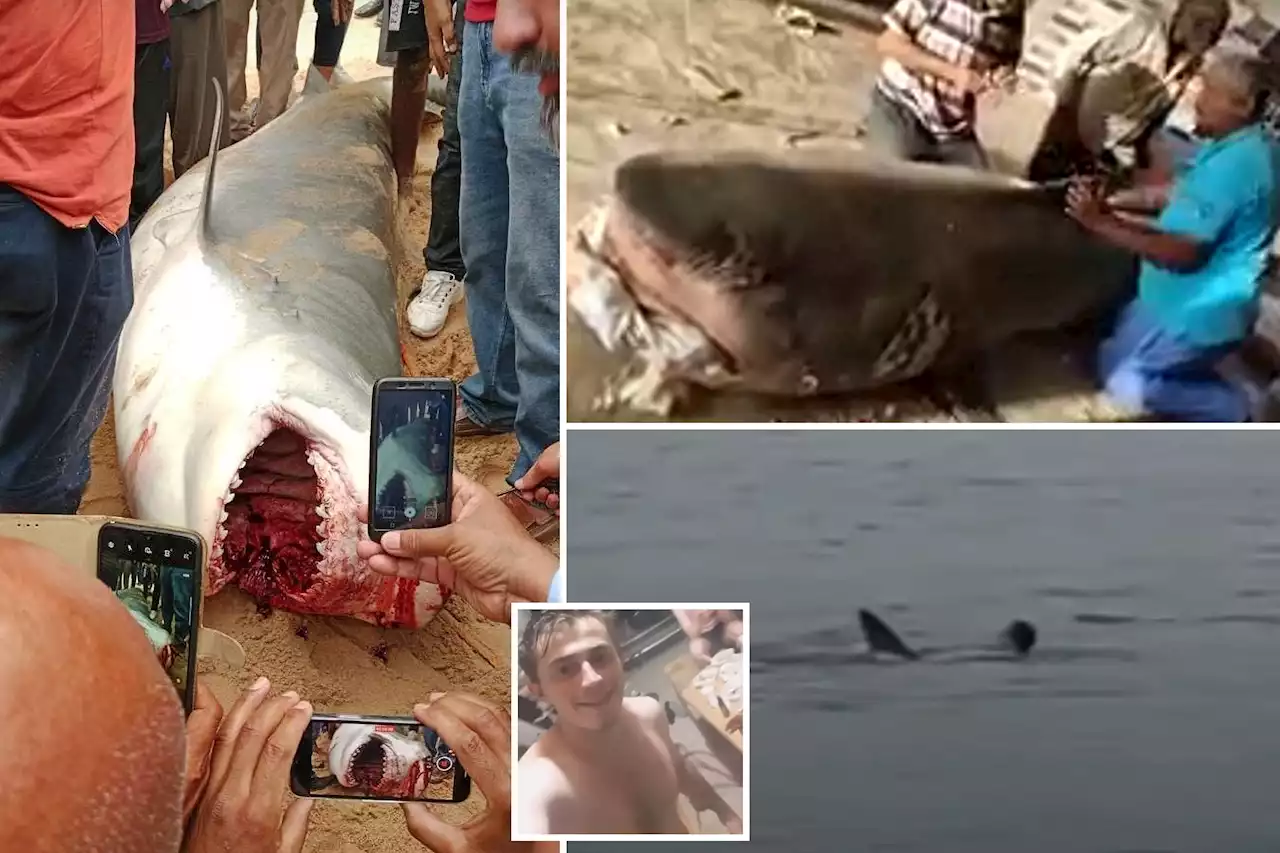 Egypt mummifies shark that ate Russian man to display in museum