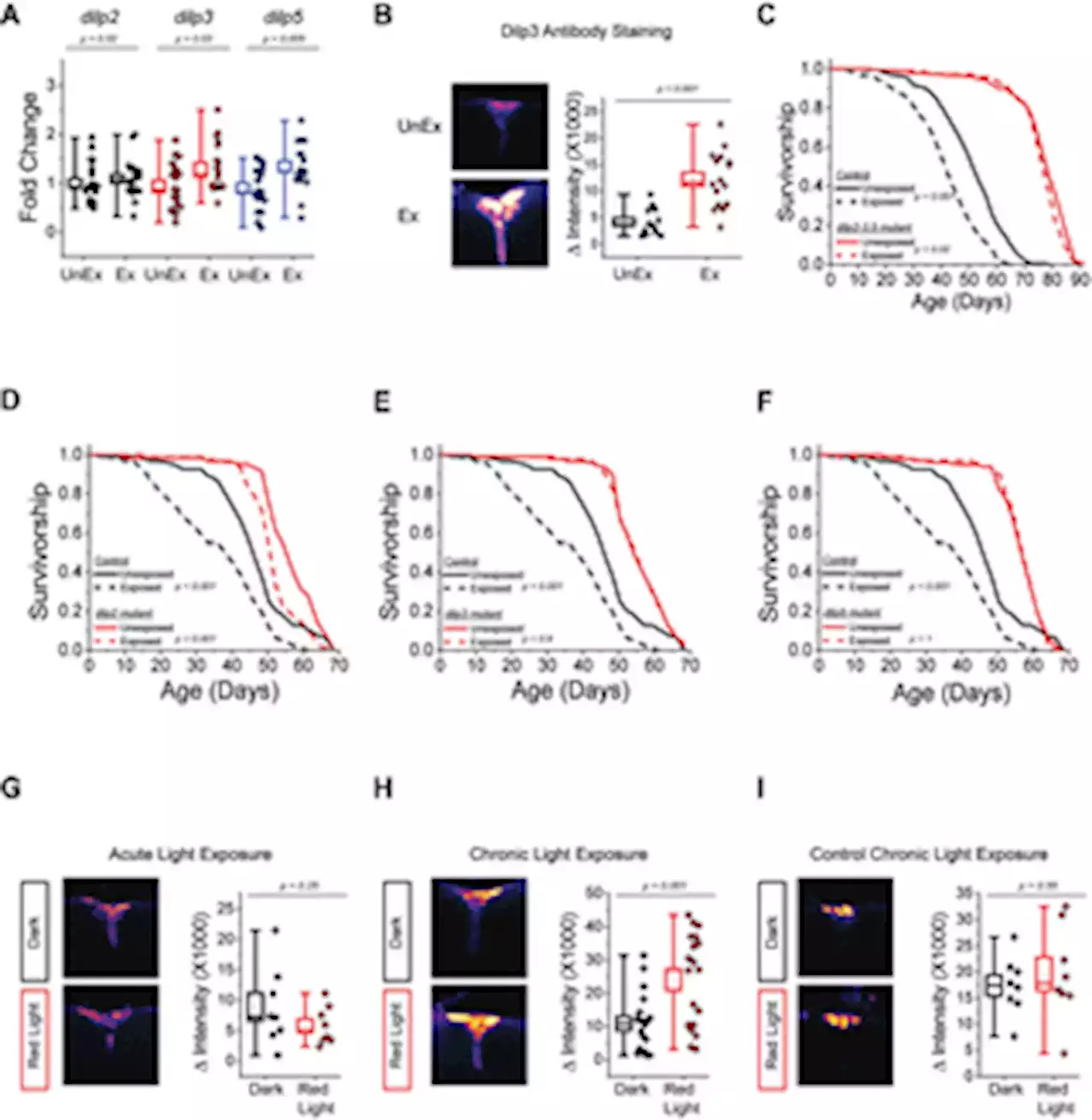 Ring neurons in the Drosophila central complex act as a rheostat for sensory modulation of aging