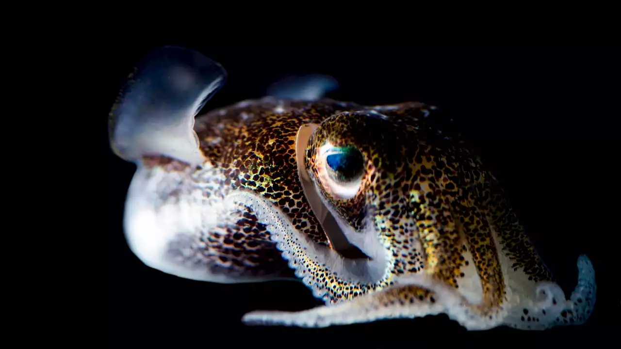 Noisy boats can cause temporary deafness in squid