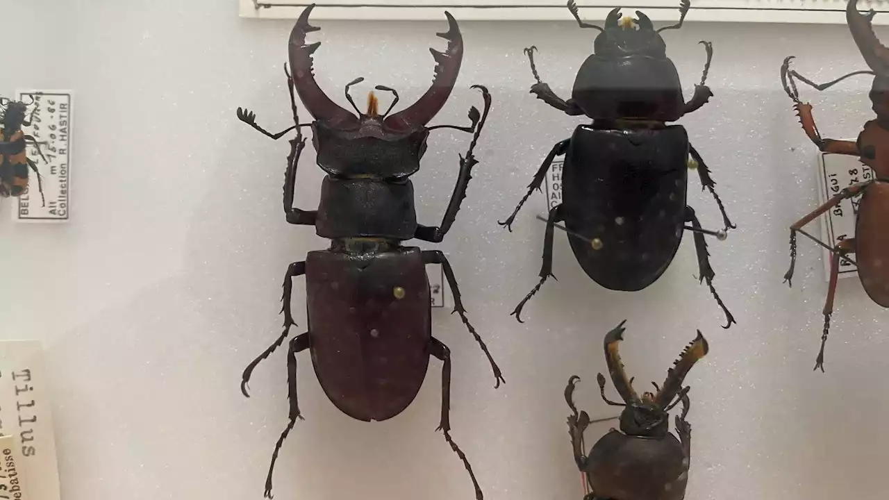 Recenser le lucane cerf-volant pour mieux sauvegarder les dernières populations de Wallonie