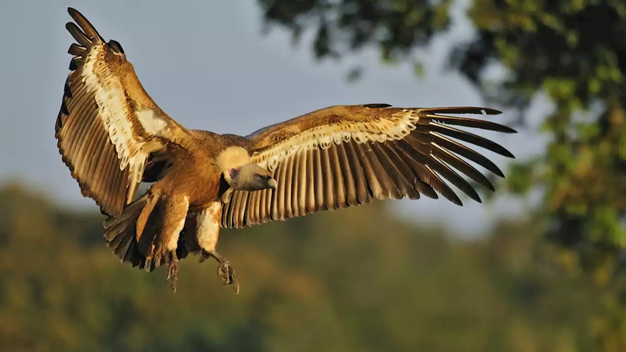 Les températures chaudes en Belgique attirent des rapaces rares: 'C'est un tsunami'