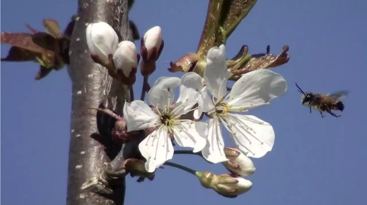 Wildbienen brauchen mehr Schutz - Schweizer Bauer