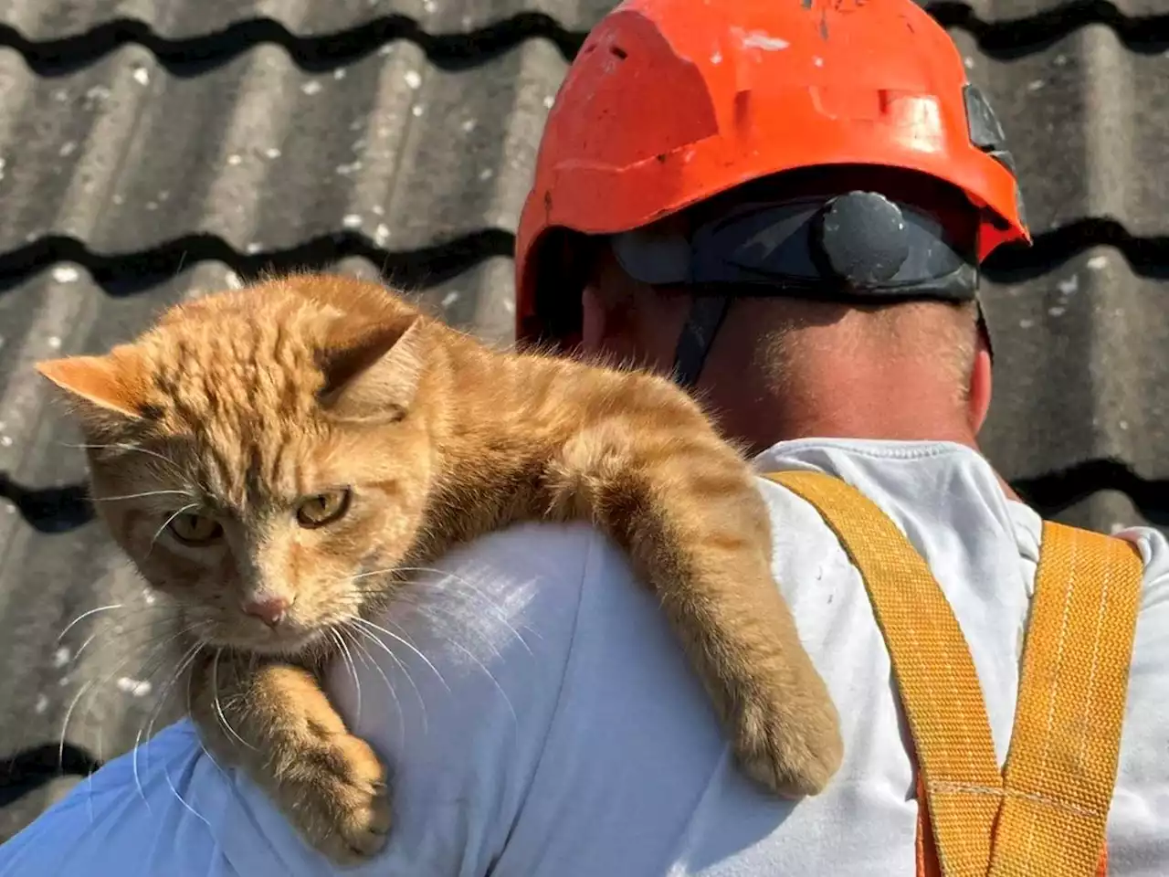 Cat rescued from roof by 'absolute legends' - armed with can of tuna - after Facebook SOS