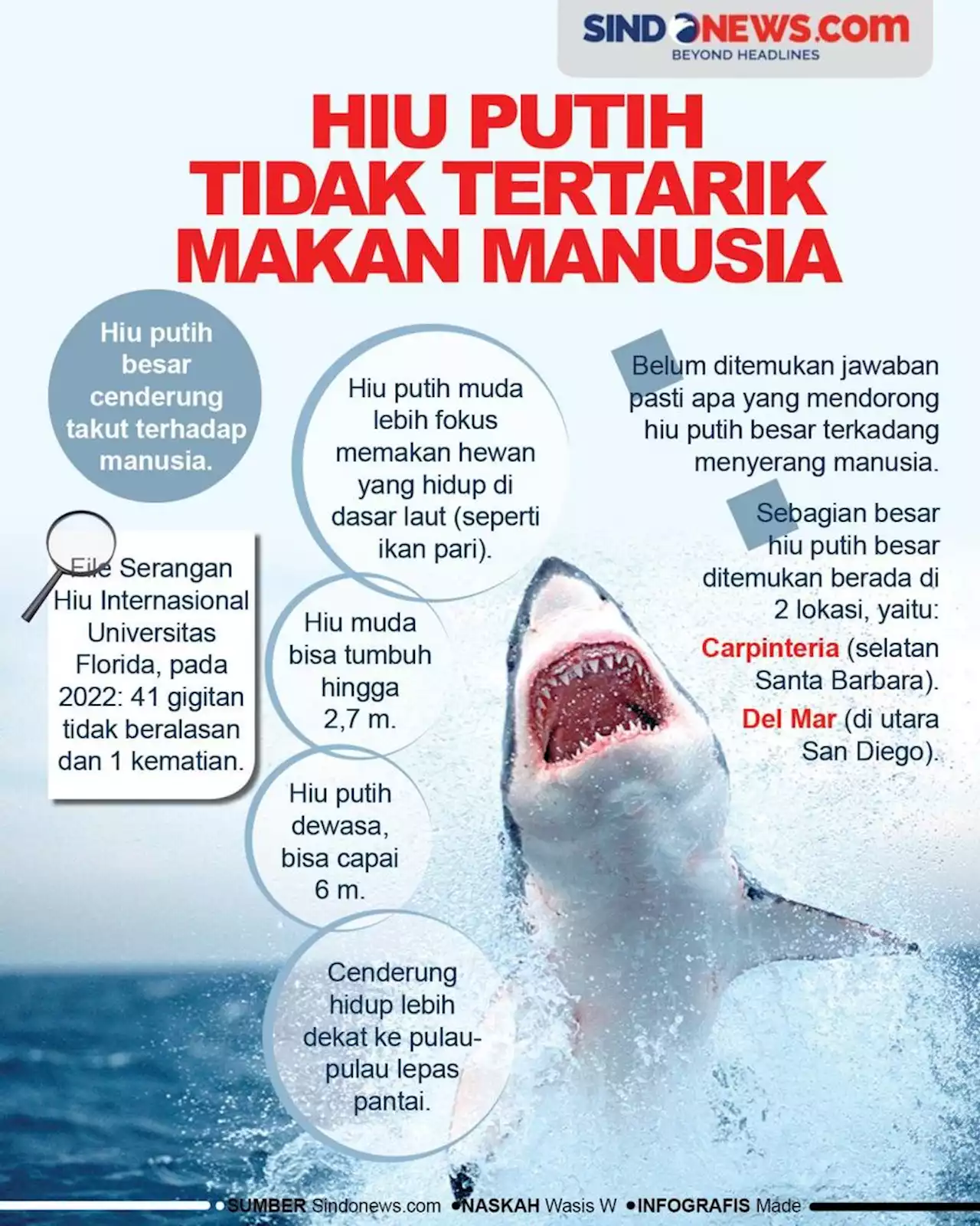 Ikan Hiu Putih Tidak Tertarik Memakan Manusia