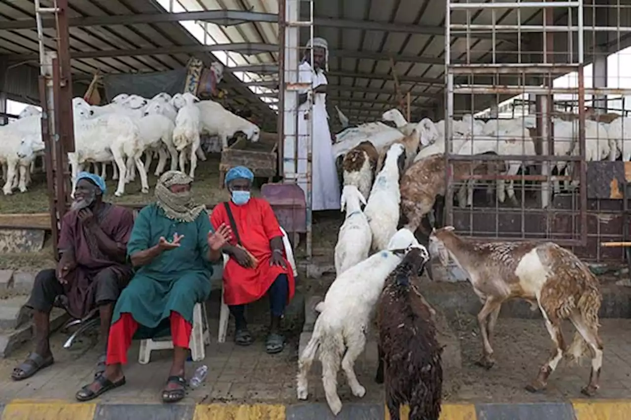 Potret Pasar Anam di Makkah, Tempat Jemaah Haji Membeli Kambing untuk Bayar Dam