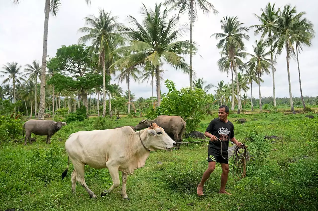 Keeping a close watch on Mayon