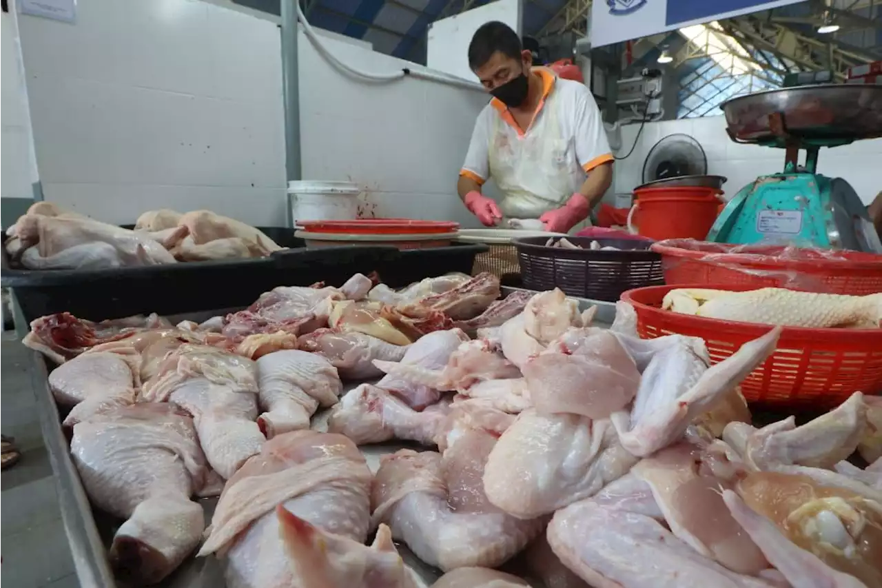 Poultry subsidy a temporary but necessary measure, says Pasir Gudang MP