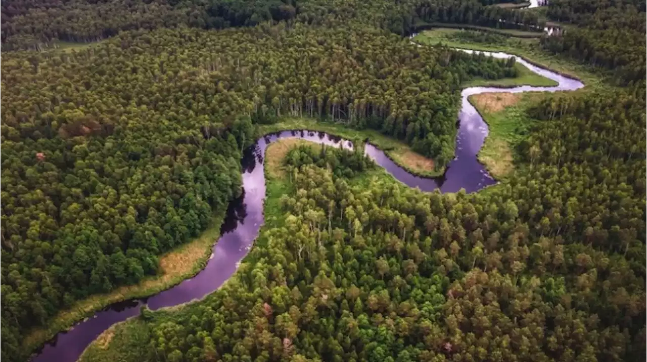 Kisah 4 Anak Korban Pesawat Jatuh Ditemukan Selamat di Hutan Amazon, Bertahan Hidup 40 Hari