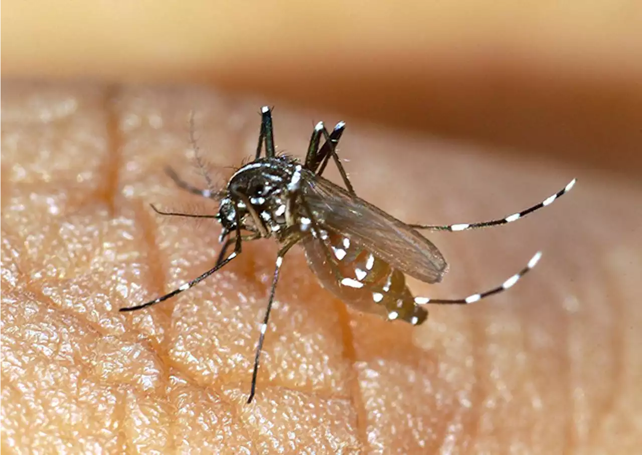 Santé : le vaccin anti-chikungunya de Valneva enregistre des résultats prometteurs