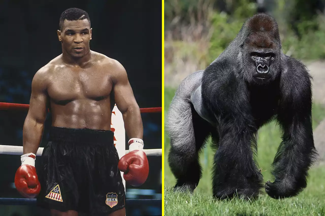 Mike Tyson once offered a zookeeper money to let him fight a silverback gorilla