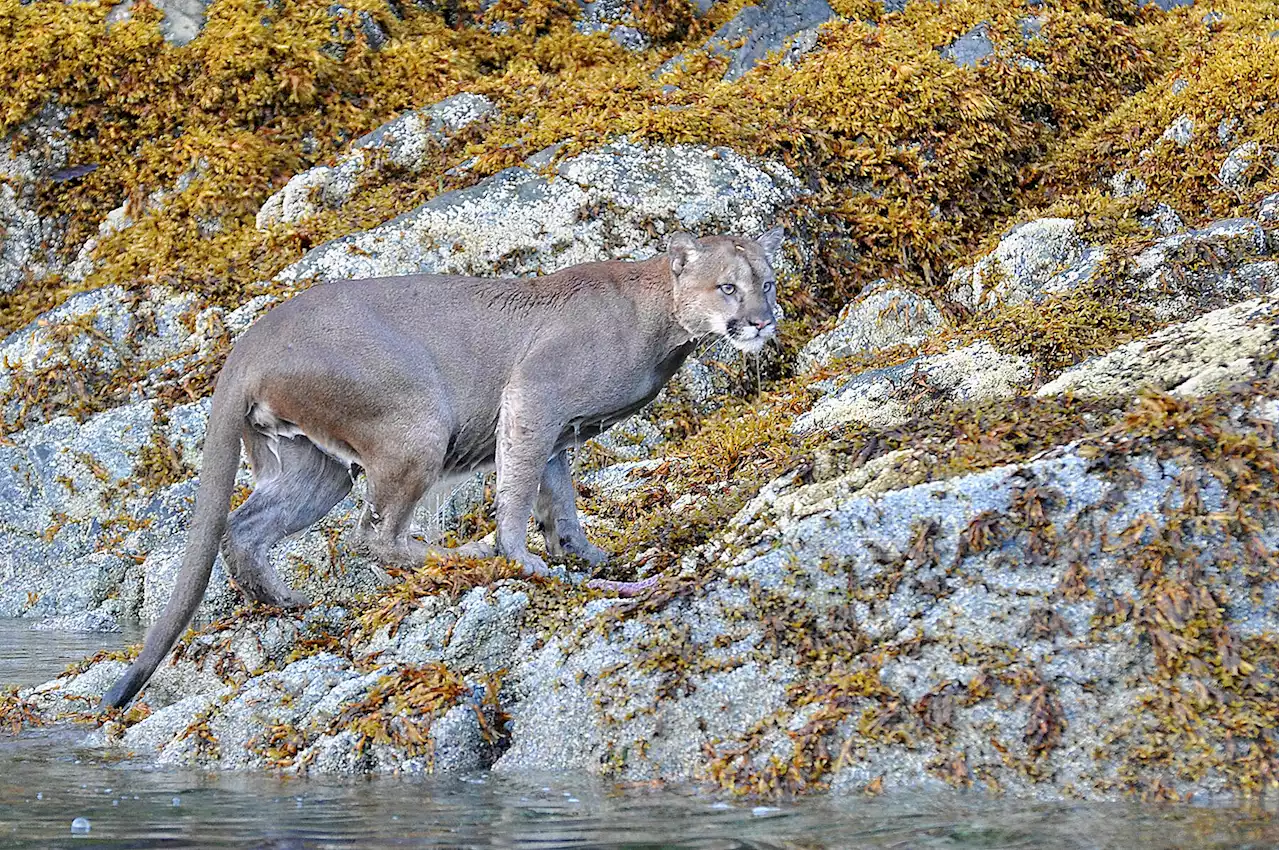 Cougar chases and attacks mountain biker near popular trail in Roberts Creek, B.C. - Terrace Standard