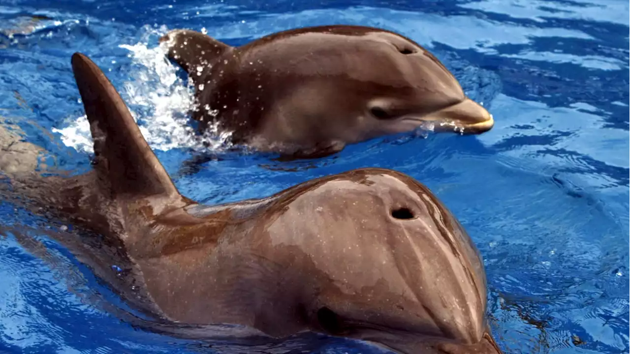 Fifth Dolphin in 19 Months Dies at Florida Aquarium