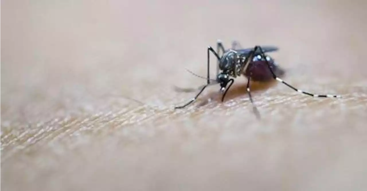 Positive results for potential first chikungunya vaccine