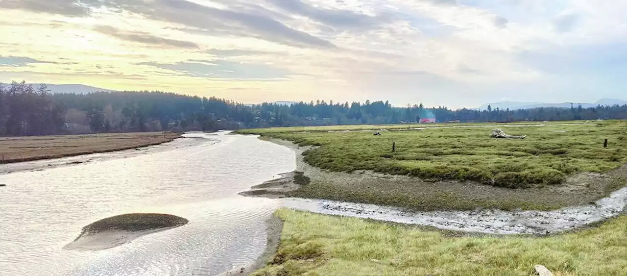 Project seeks to restore 70 acres of Cowichan marshlands