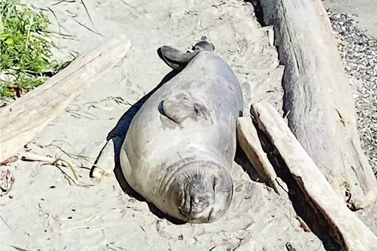 Roving elephant seal gone from Oak Bay Marina beach