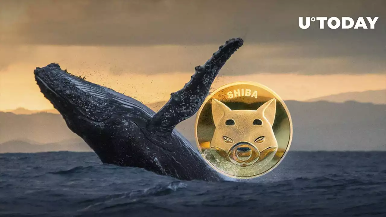 3.8 Trillion SHIB Moved to Blank Wallet – New Whale Emerges