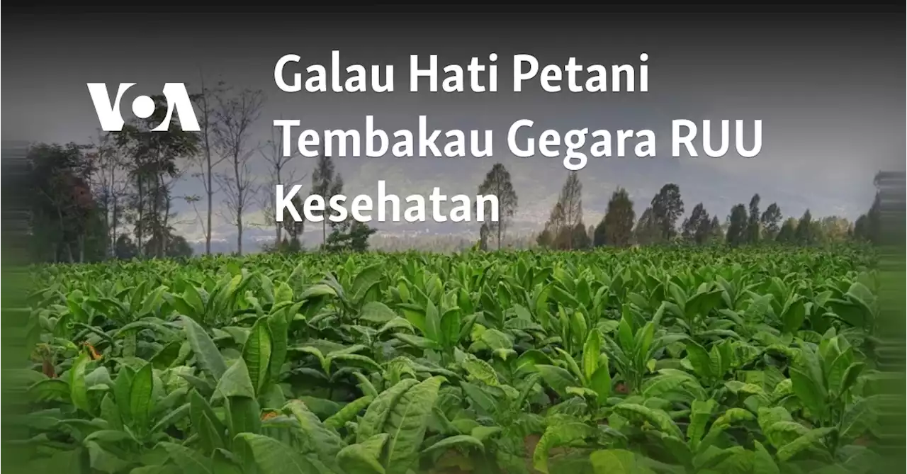 Galau Hati Petani Tembakau Gegara RUU Kesehatan