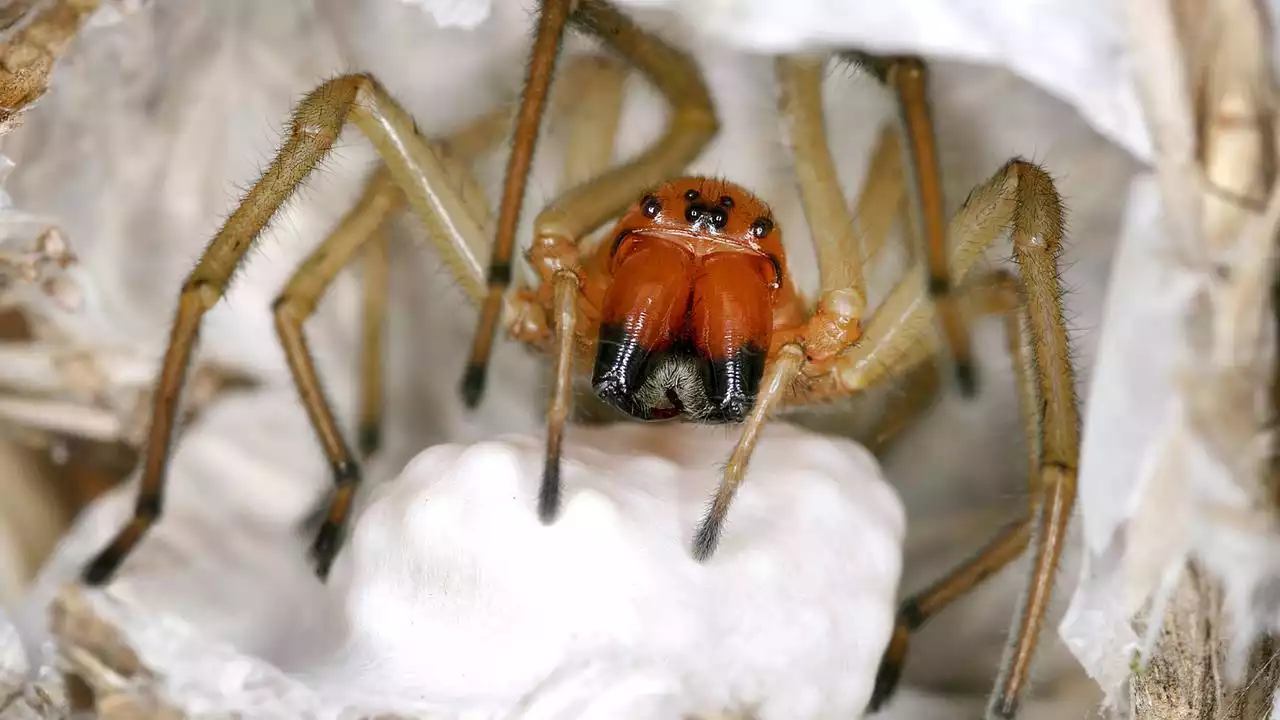 Ammen-Dornfinger ist Spinne des Jahres 2023