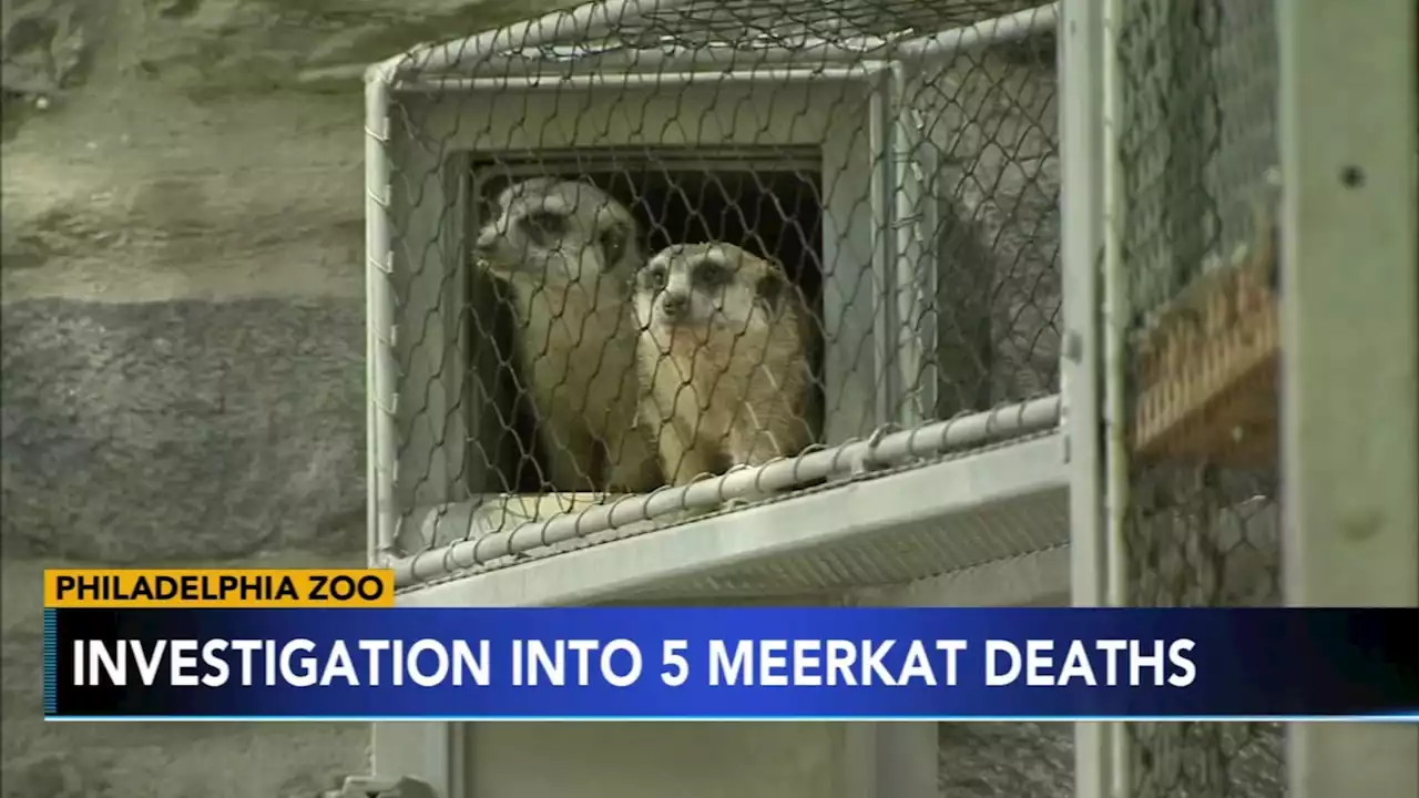 Philadelphia Zoo looking into mysterious deaths of meerkats, possibly poisoned