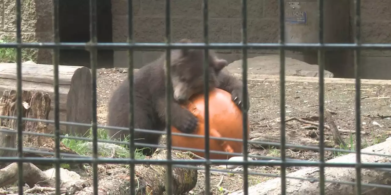 Alaska Zoo sees fewer orphaned wildlife this summer