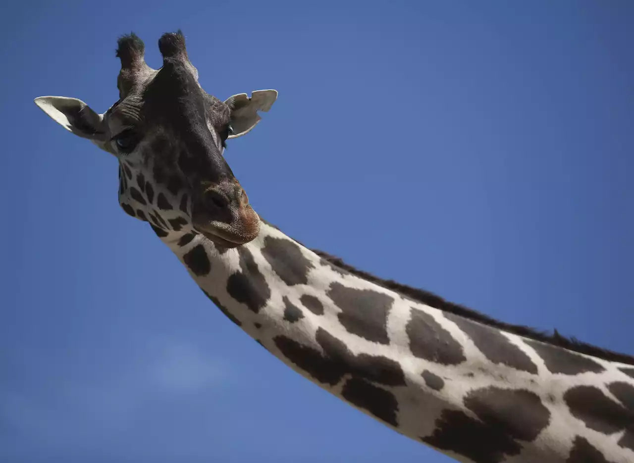 Benito the giraffe is alone and struggling at small Mexican zoo, climate activists say