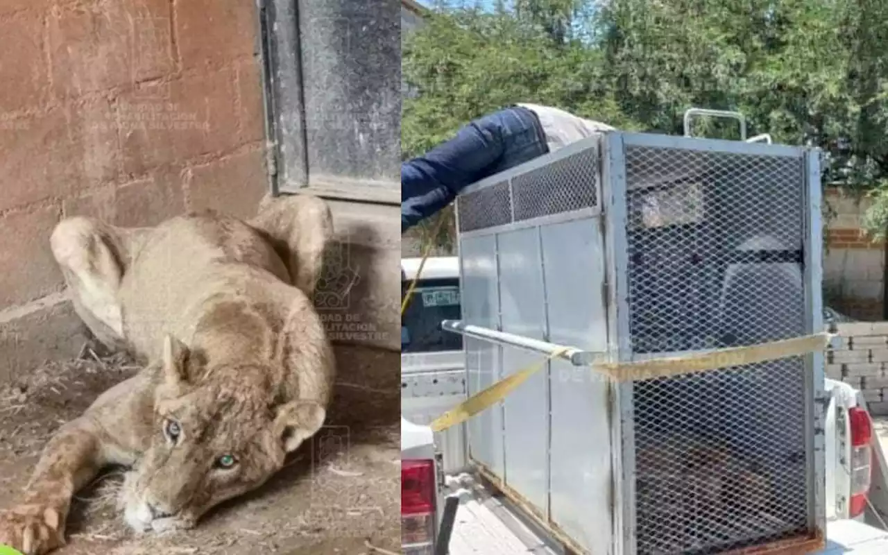 Rescatan a leona en cautiverio y aparentemente desnutrida en Hidalgo