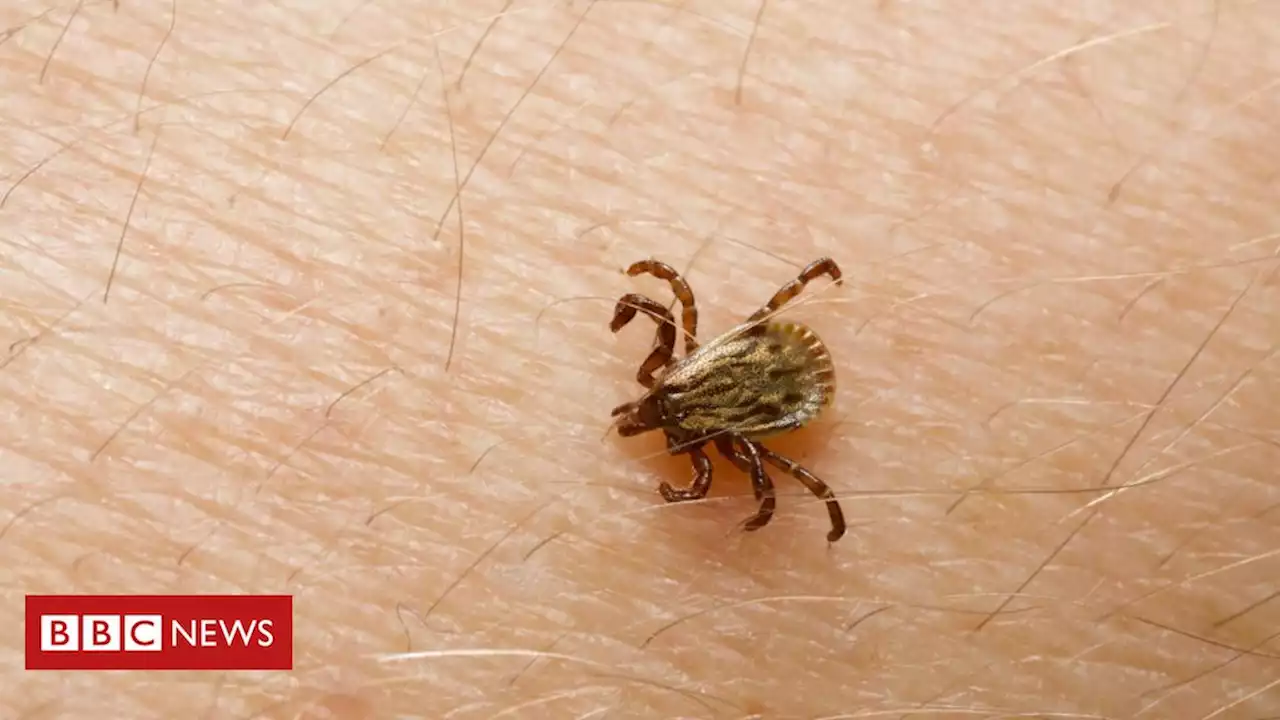 Febre maculosa: o que é a doença que matou casal jovem em SP - BBC News Brasil