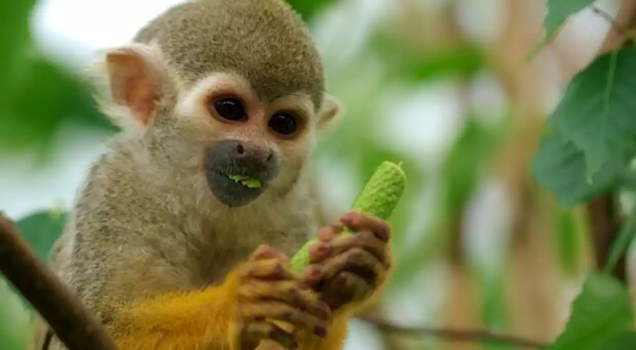 BugBitten Saving squirrel monkeys from fatal toxoplasmosis: a promising new vaccine