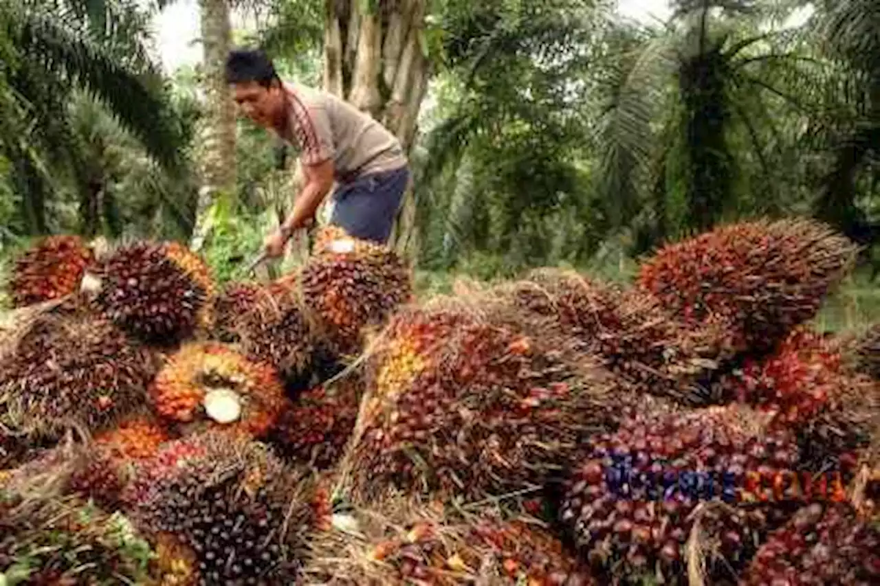 Gara-gara UU Deforestasi Eropa, Harga TBS Sawit Petani Makin Anjlok